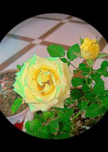 Yellow Rose Plant