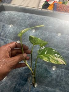 Money Plant