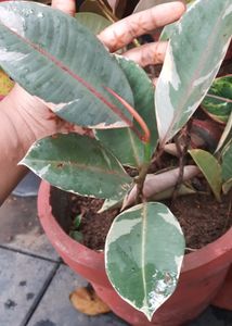Variegated Rubber Plant