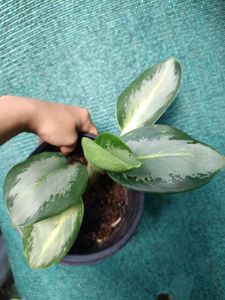 Aglaonema Green Bowl