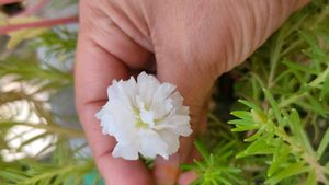 Portulaca