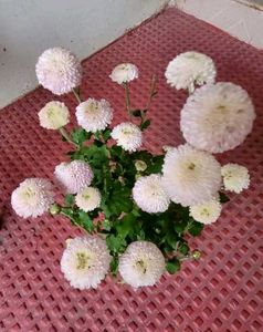 Set 2 Beautiful Gulab &amp; से Sewanti Plants