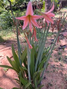 Barbados Lily Plants&amp; Bulb
