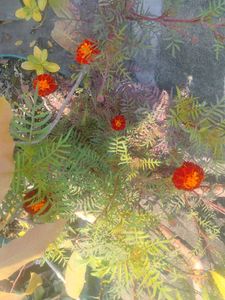 1 PIC Vibrant Orange Marigold