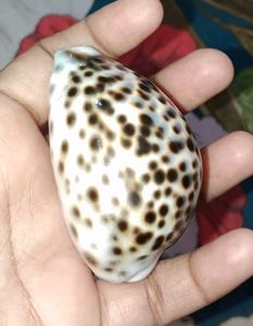 Natural Cowrie Shell