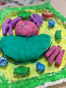 3-D Model Of Plant Cell