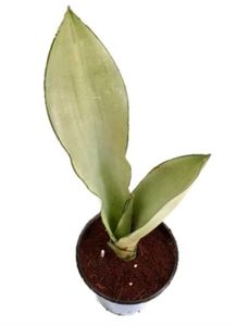 3 Rare Sansevieria Plants