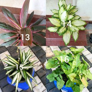 You Can Select 12 Live Root Plants