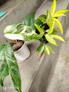 Variegated Epipremnum Pinnatum &amp; Dracaena Bundle
