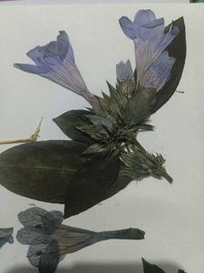 Dried Flowers