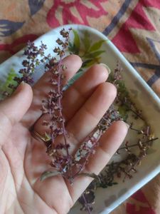 manjiri,, 20-25 lulsi seeds