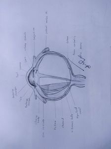 Anatomy Hand Drawn All Colourful Labelled Diagrams