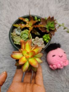 SUCCULENTS COMBO of 9