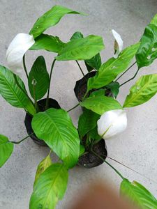 Three Peace Lily With Flowers