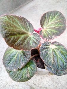 Collection Of House Plants Combo