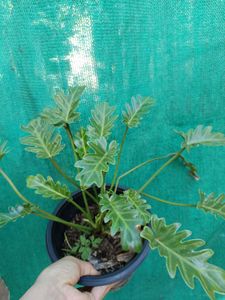 Philodendron Xanadu