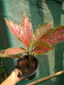 Aglaonema Pink Plant