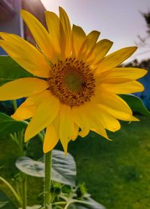 Sunflower Seeds + Freebies