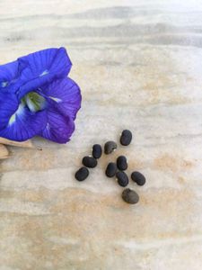 Butterfly pea seeds🫛