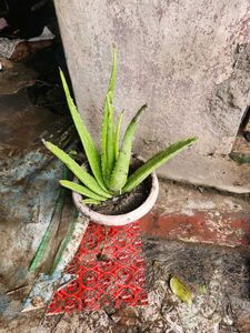 Aloe Vera Plants Original Large