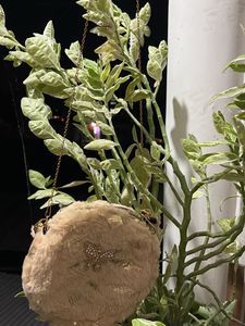 Fuzzy Butterfly Handbag