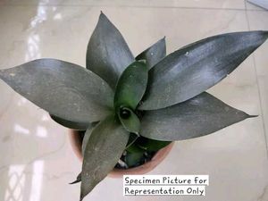Dwarf Snake Plant - Sansevieria ‘Black Dragon&#34;