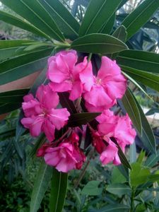 Pink Oleander Plant