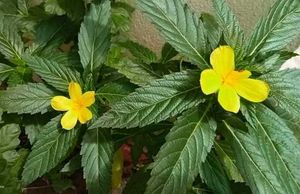 3 Turnera Ulmifolia (also known as Yellow Alder)