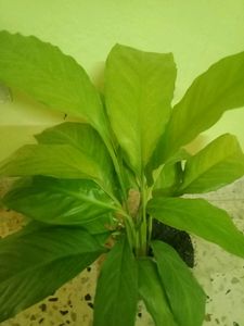 Peace Lily Plant Indoor Plan
