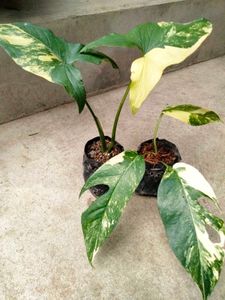 Trending Variegated Plants Combo ( 2 Variety)