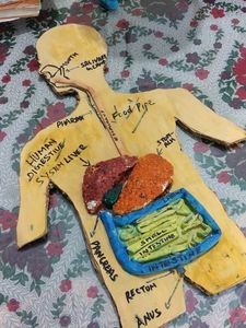 Human Digestive System 3D Model