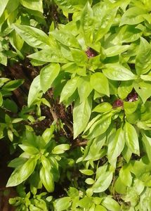 थाई बेसिल (Thai Basil / Ocimum basilicum