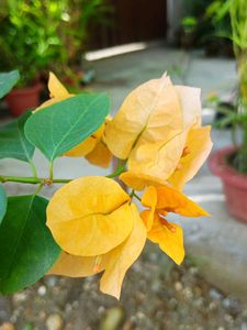 Yellow Bougainvillea Cutting Sapling