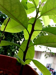 Avocado 🥑  Plant