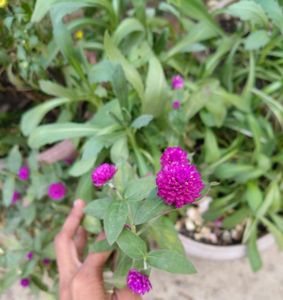 Globe Amaranth Plant Dried Flowers