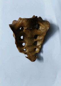 Original Bone Set