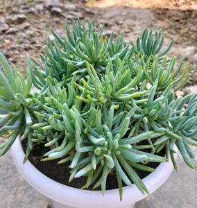 Curio repens