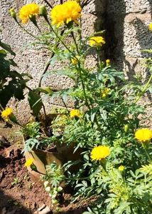 Orange Marigold Plant