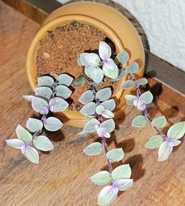 Tradescantia Pink Panther Plant With Small Pot