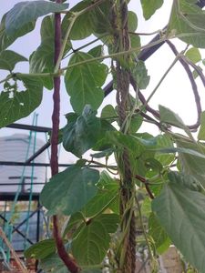 Foot Long Beans Seeds
