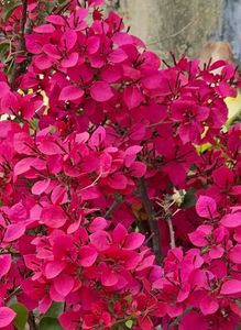 Bagan Bilash Live Plant ....Pack Of 1