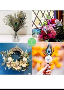 natural peacock feathers (15)
