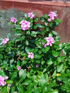 Nayantara Plant Sadabahar