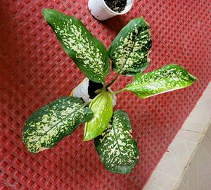 Pack 2 Kumuban Guava &amp; syngonium Plants