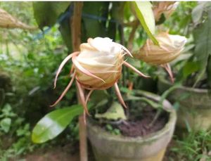Brahma Kamal - Queen of the Night Epiphyllum