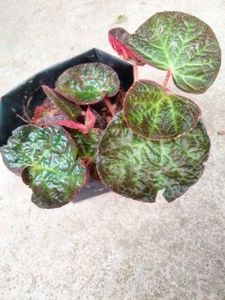 Mix Plants Combo