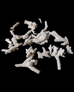 Rare Fish Tank Shells From Andaman Islands