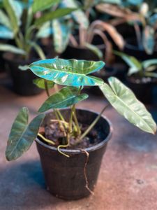 Indoor Plants 10