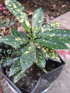 Plants