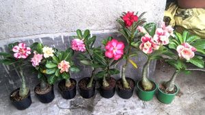 Adenium Live Plant